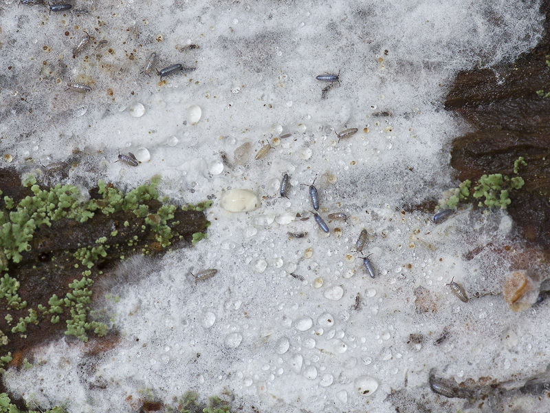 Ceraceomyces microsporus